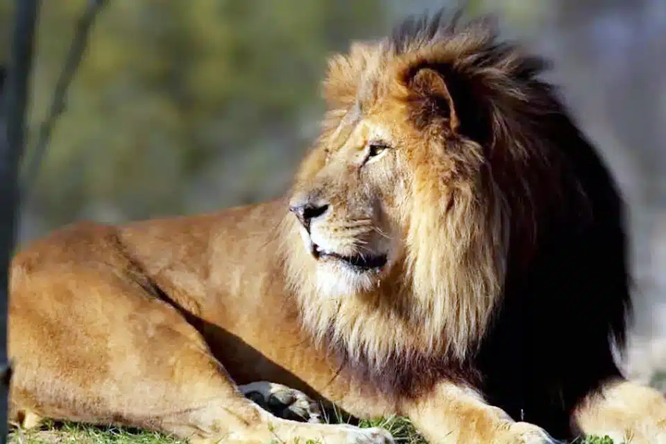 Paris Zoological Park Lion